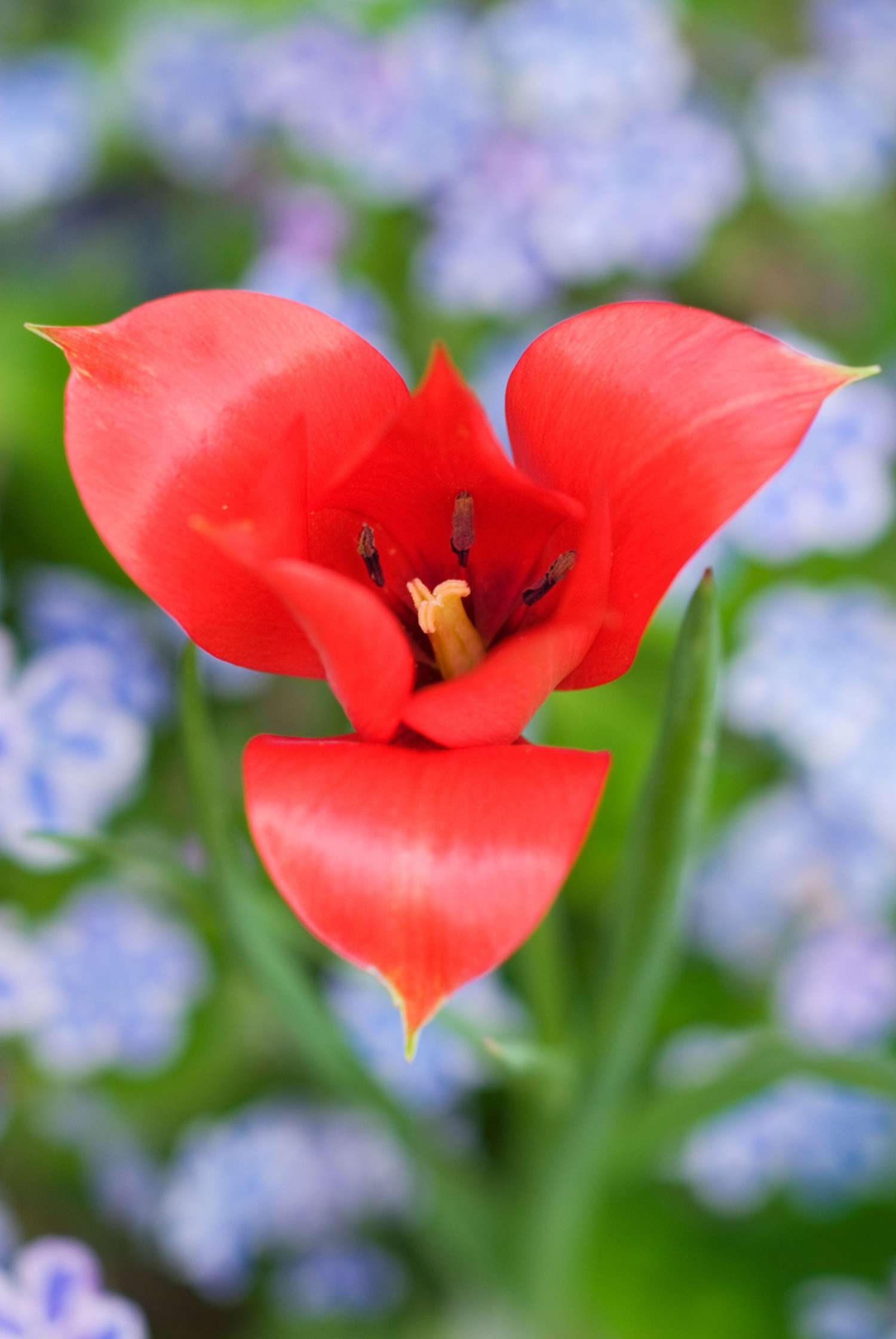Tulip 'Linifolia'